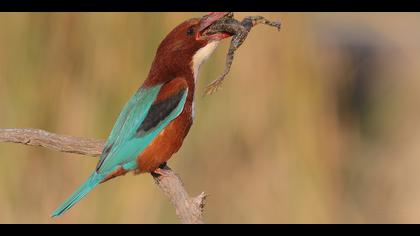 İzmir yalıçapkını