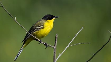 Sarı kuyruksallayan