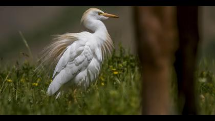 Sığır balıkçılı
