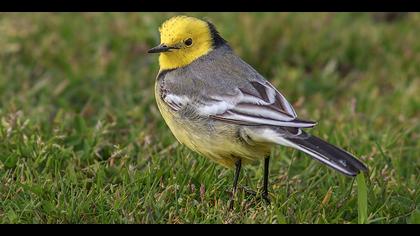 Sarıbaşlı kuyruksallayan