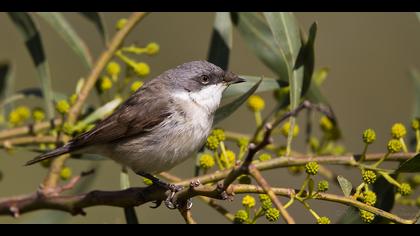 Küçük akgerdanlı ötleğen