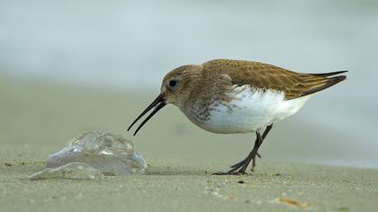 Karakarınlı kumkuşu