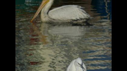 Küçük ak balıkçıl