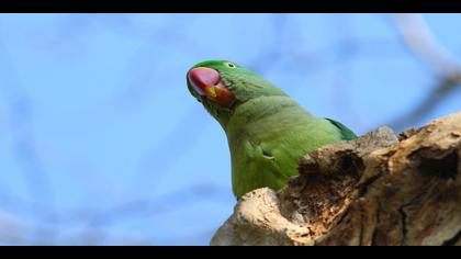 İskender papağanı