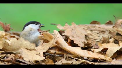 Kayın baştankarası