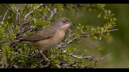 Bıyıklı ötleğen