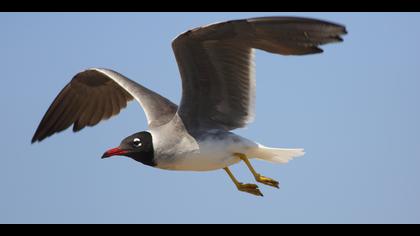 Kızıldeniz martısı