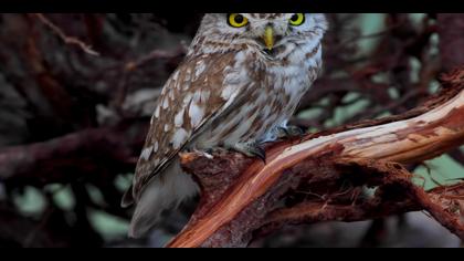 Kukumav » Little Owl » Athene noctua