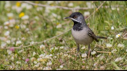 Karaboğazlı ötleğen