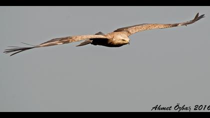 Küçük orman kartalı