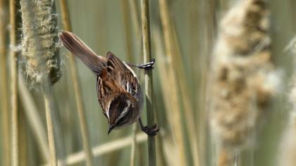Bıyıklı kamışçın