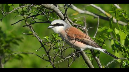 Kızılsırtlı örümcekkuşu