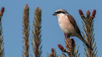 Kızılsırtlı örümcekkuşu