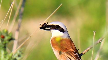 Kızılsırtlı örümcekkuşu