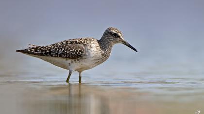 Orman düdükçünü