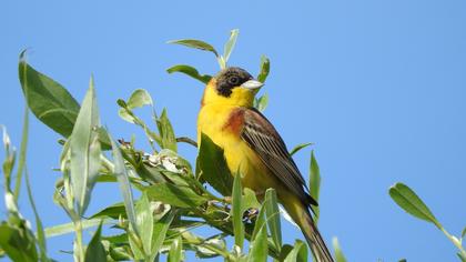 Karabaşlı kirazkuşu