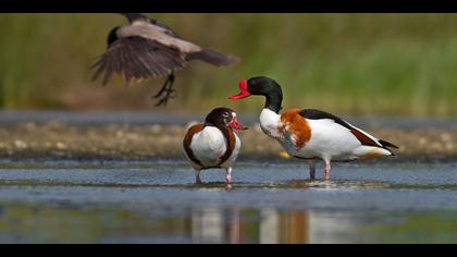 Suna » Common Shelduck » Tadorna tadorna