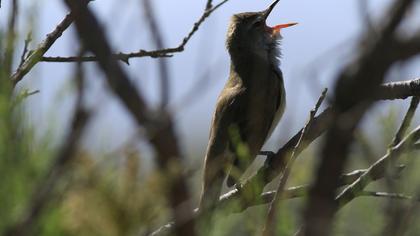 Büyük kamışçın