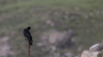 Sarıgagalı dağ kargası