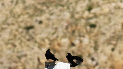 Sarıgagalı dağ kargası