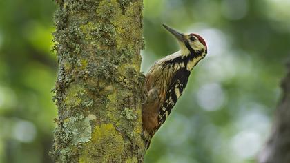 Aksırtlı ağaçkakan