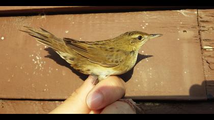 Çekirge kamışçını