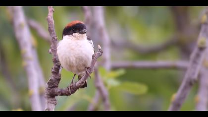 Kızılbaşlı örümcekkuşu