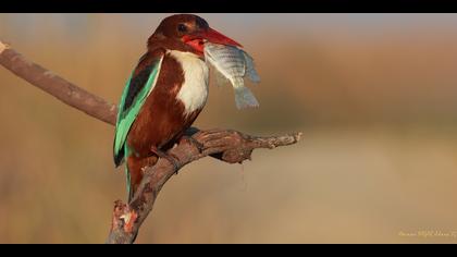 İzmir yalıçapkını