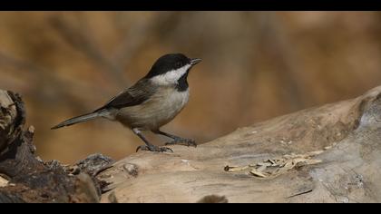 Akyanaklı baştankara