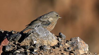 Büyük dağbülbülü