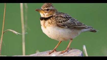 Küçük boğmaklı toygar