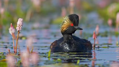 Karaboyunlu batağan