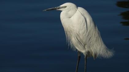 Küçük ak balıkçıl