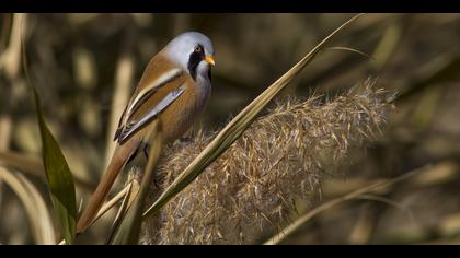 Bıyıklı baştankara