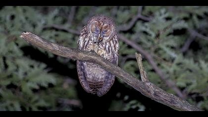Alaca baykuş » Tawny Owl » Strix aluco
