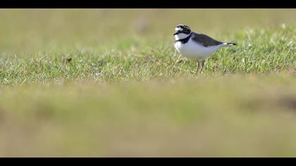 Halkalı küçük cılıbıt