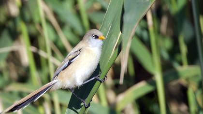 Bıyıklı baştankara