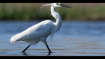 Küçük ak balıkçıl