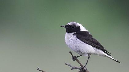 Karakulaklı kuyrukkakan