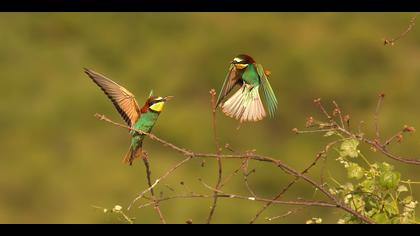 Arıkuşu » European Bee-eater » Merops apiaster