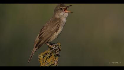 Büyük kamışçın