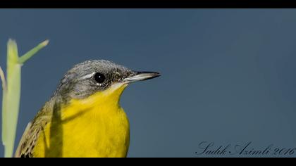 Sarı kuyruksallayan