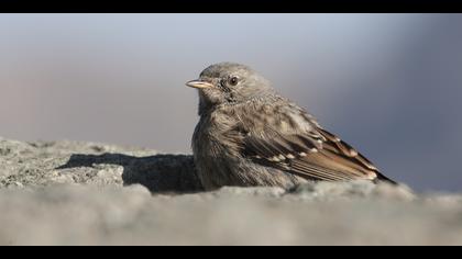 Büyük dağbülbülü