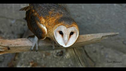 Peçeli baykuş » Western Barn Owl » Tyto alba