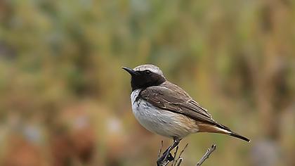 Kızılca kuyrukkakan