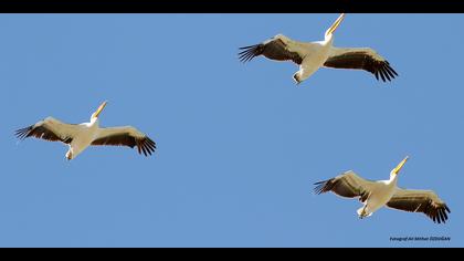 Ak pelikan » Great White Pelican » Pelecanus onocrotalus