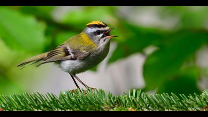 Sürmeli çalıkuşu