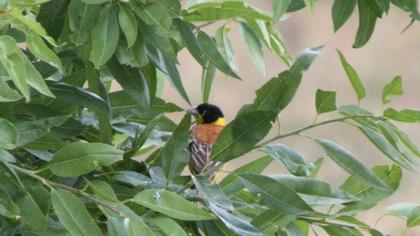 Karabaşlı kirazkuşu