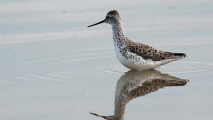 Bataklık düdükçünü