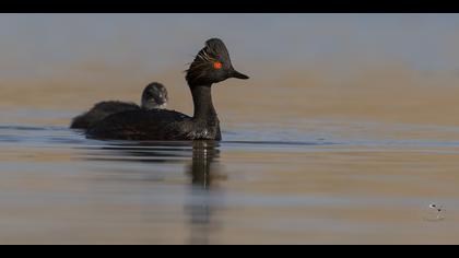 Karaboyunlu batağan
